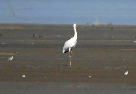 史上第一次！福州首次记录到白鹤！