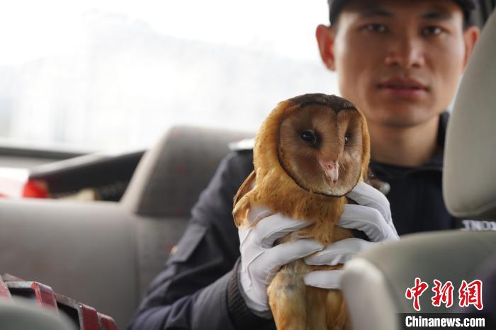 福建建宁警方及时救助国家二级保护动物猴面鹰