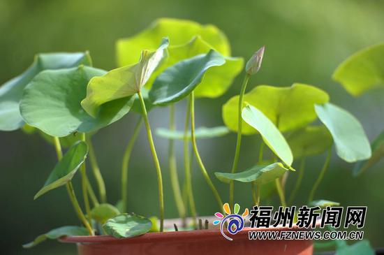 福州茶亭公园40多种碗莲开放成新景 吸引大批拍客