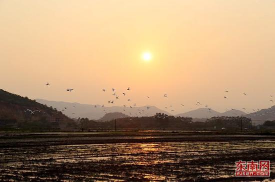 夕阳下的田园(邱枫 摄)