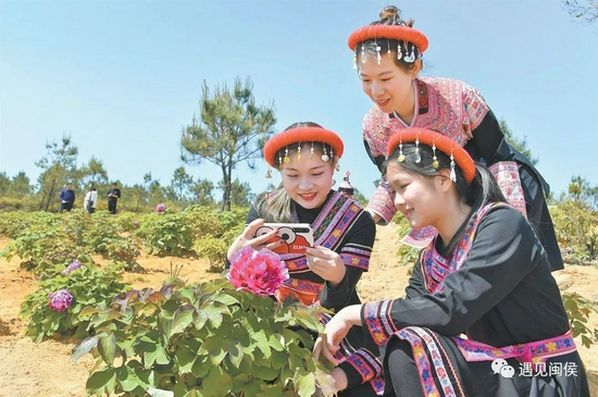 航天牡丹让畲女闯出脱贫致富路。黄立新