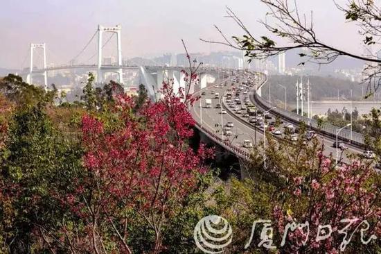 图片来源:厦门旅发委