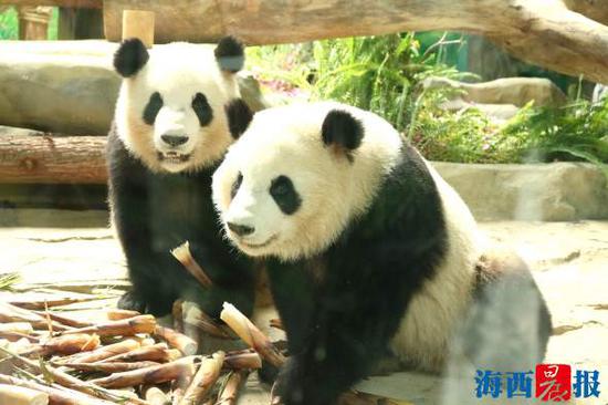 大熊猫馆昨正式开馆，市民可来集美看国宝。(灵玲动物王国供图)