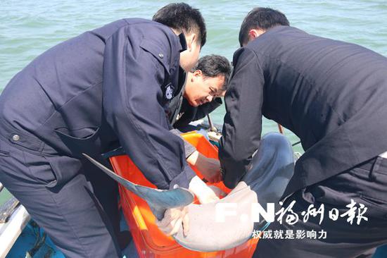 江豚被放归大海。陈建云 摄
