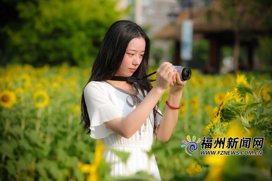 盛夏,福州花海公园向日葵迎来盛花期。