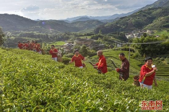在南靖县书洋镇枫林村高山茶园上,村民和游客自编自导采茶歌曲。
