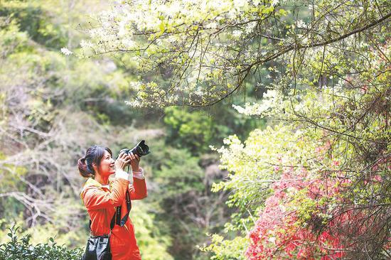 摄影爱好者在武夷山国家公园拍摄。林熙 摄