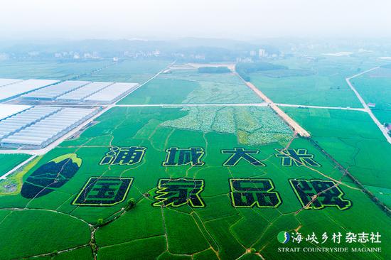 浦城大米种植基地    黄庆党/摄