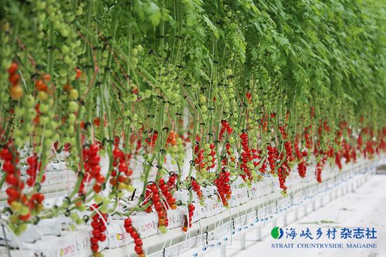 光泽县现代绿色农业产业--西红柿种植区