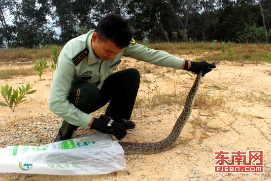 民警解救蟒蛇(杨彬龙摄)