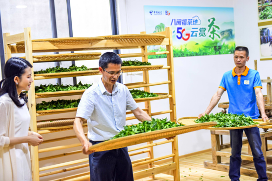 刘国英(中)演示制茶摇青