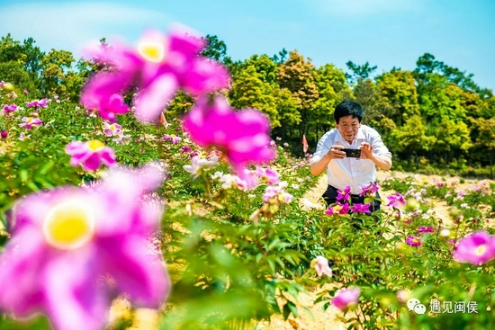盛开的鲜花将原本荒芜的山头点缀得五彩缤纷。林双伟 摄