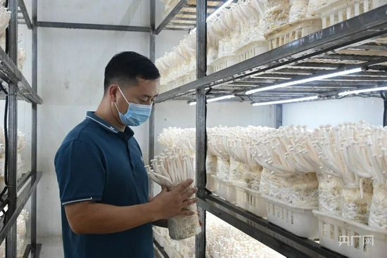 技术员检查海鲜菇的生长情况。图源:严南悦摄
