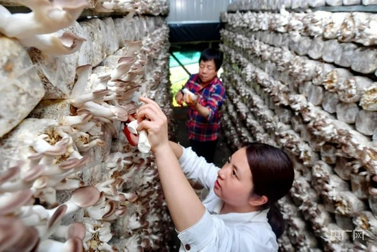 起步镇的工人正在采收秀珍菇。图源:罗源县融媒体中心供图