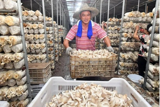 起步镇的菇户喜迎秀珍菇丰收。图源:罗源县融媒体中心供图