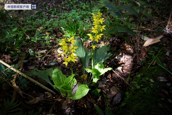 武夷山脉首次发现国家一级保护植物大黄花虾脊兰