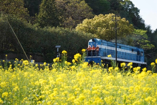 福建永安：列车驶过油菜花海 奔赴春天的约会