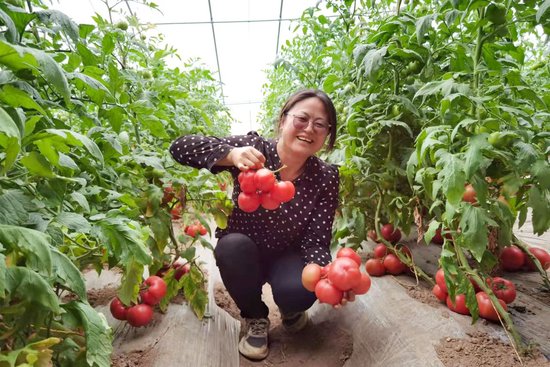 在闽宁镇园艺村的温室大棚中，马雅玲的6个试验棚被誉为“品质炼金室”。