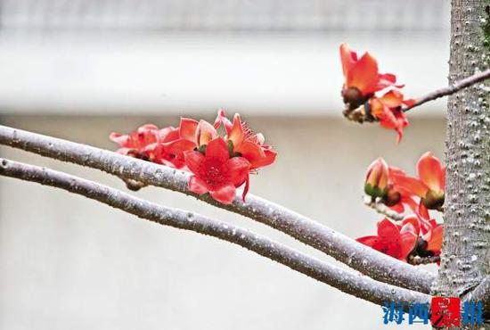 薛岭山公园火红的木棉花盛开了。陈理杰 图