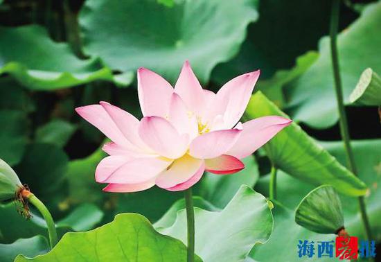 莲花公园又见荷花开。 记者 唐光峰 摄