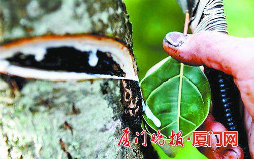 ■割开漆树皮流出白色汁液。 资料图