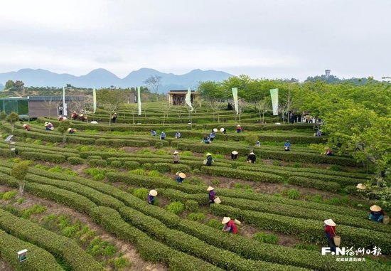 同安镇全力打造“四季可游、全域可居”旅居目的地。记者 包华 摄