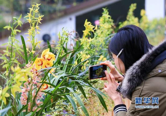 一名女士用手机拍摄兰花(3月8日摄)。