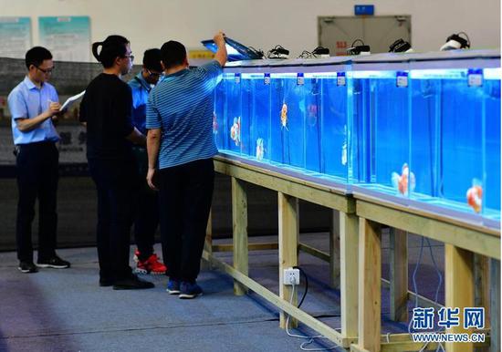 5月29日,评委和工作人员为金鱼“选手”们登记和分类。
