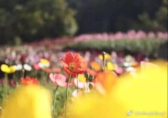 图片来源:厦门旅发委