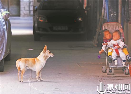 街头无人看管的流浪狗