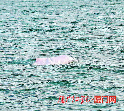 专家代表实地考察中看到白海豚畅游。 （通讯员 周清 摄）