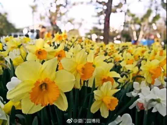 图片来源:厦门旅发委