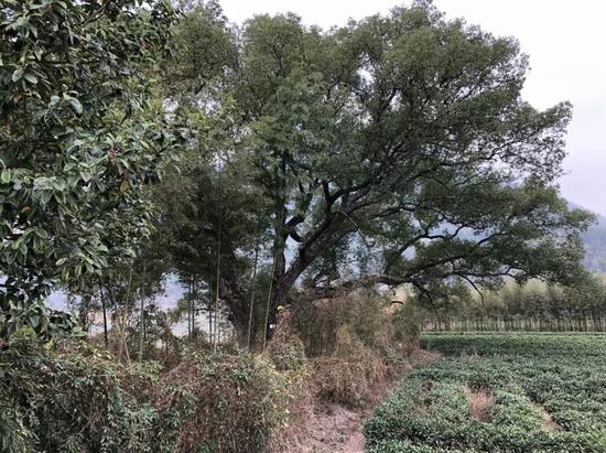 松溪检察:保护古树名木 | 松溪检察监督让“隐于市野”的珍贵古树“老有所依”