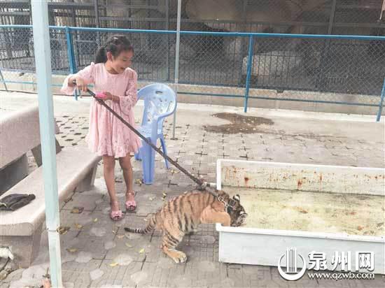 小老虎在喝水 (读者供图)
