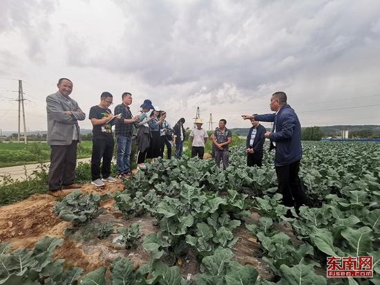 思明新媒体一行走访临夏苗家村高原夏菜生产基地。(东南网记者 卢超颖 摄)