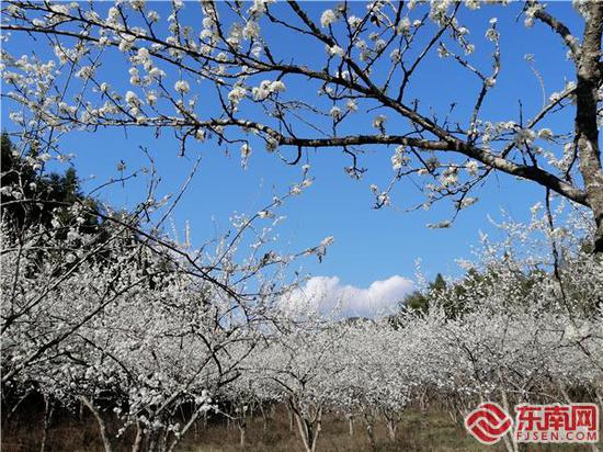 60余亩状元李花迎春竞相绽放。江娇 摄