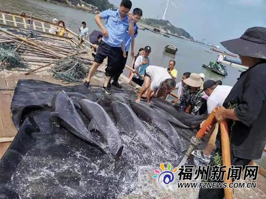 福清6只海豚搁浅滩涂 众人全力救助放生