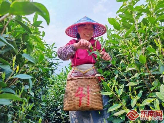 又是一年春茶季 三明如何从“林深水美”到“茶香富民”