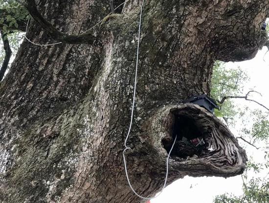 松溪检察:保护古树名木 | 松溪检察监督让“隐于市野”的珍贵古树“老有所依”