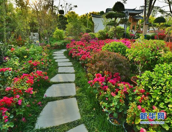 福建园中的鲜花争奇斗艳。新华网发(黄海 摄)
