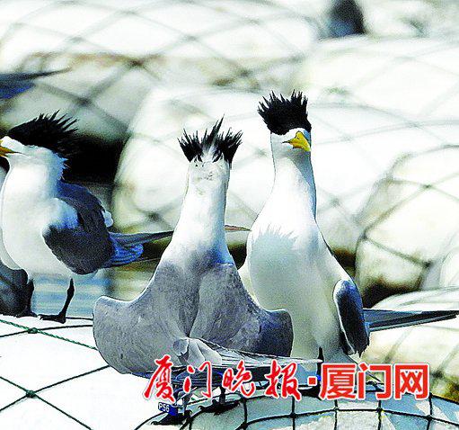 戴澎湖?#20998;?#30340;大凤头燕鸥。
