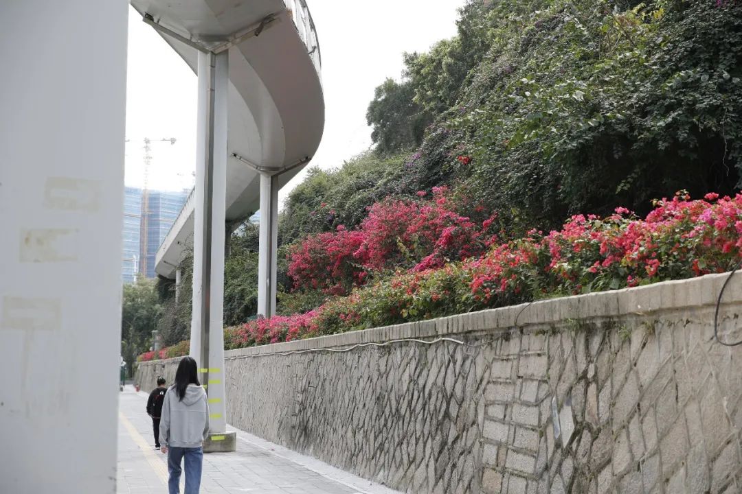 陈理杰 摄
