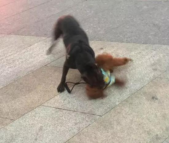 福州街头出现世界第一猛犬 未栓绳当街咬死泰