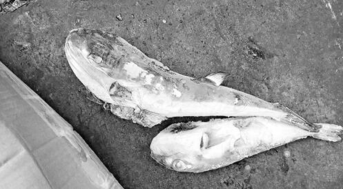 福州查获100公斤剧毒河豚 藏身公海捕捞海鱼中