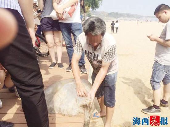 男子在清理搁浅的水母，准备带回去食用。记者 郭钦转 摄