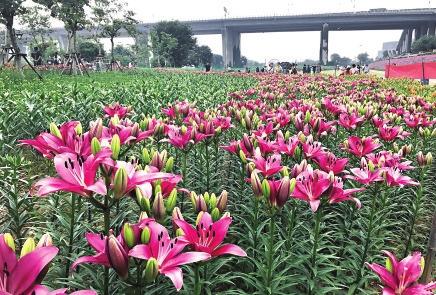 福州花海公园种了七彩百合本月将进入盛花期_新浪福建_新浪网