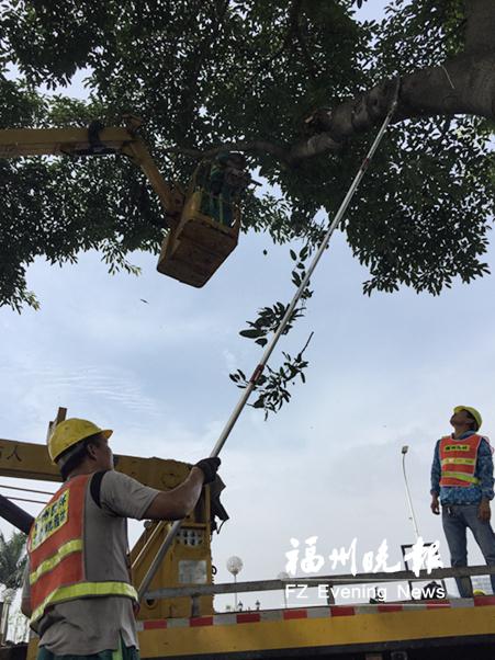 加固树木排除隐患 福州修剪3.5万棵行道树防台风