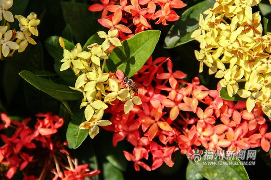 福州南江滨西大道龙船花开 为夏日增添色彩
