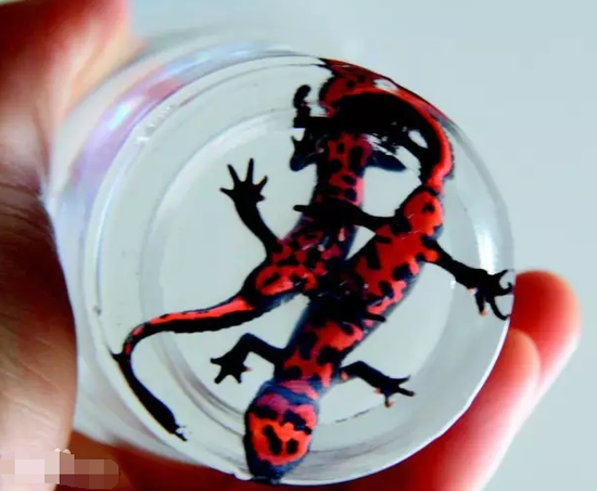 泉州市民发现4条腿的怪鱼 被称火龙还有毒