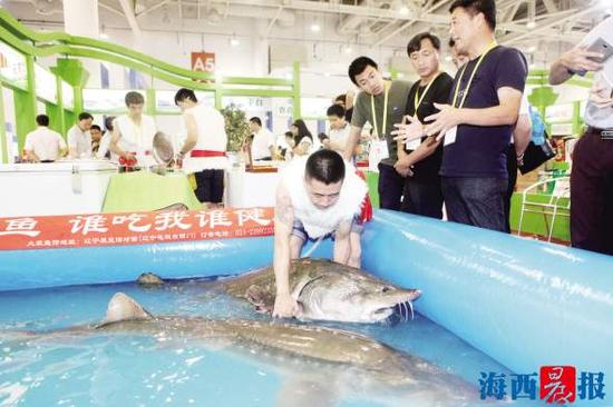 两条15岁、重180斤的鲟鳇鱼亮相现场。记者 唐光峰 摄